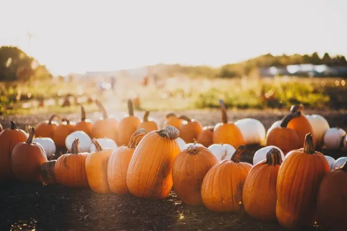 Fall Events and Pumpkin Patches | Spyglass Realty